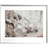 Koala Photo by the Australia Wall Art - Heritage 02 Studio Collection in white frame