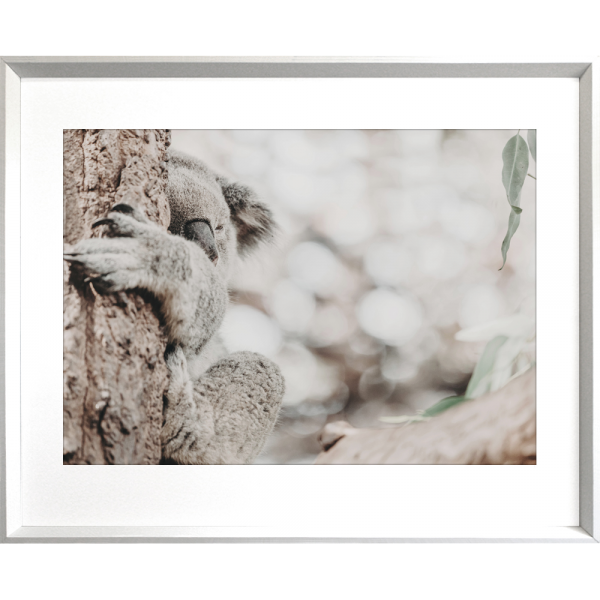 Koala Photo by the Australia Wall Art - Heritage 02 Studio Collection in white frame