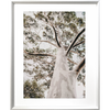 Gum Tree Photo by the Australia Wall Art - Heritage 02 Studio Collection in white frame