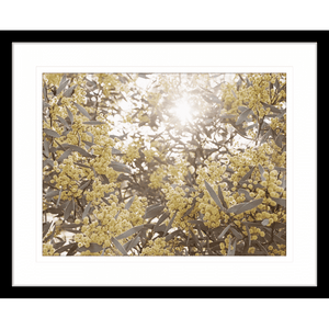 Wattle Tree Photo by the Australia Wall Art - Outback Oasis 01 Standard Collection in black frame