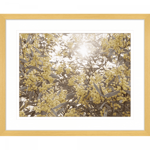 Wattle Tree Photo by the Australia Wall Art - Outback Oasis 01 Standard Collection in oak frame