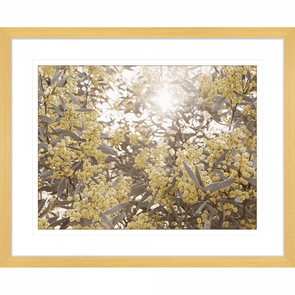 Wattle Tree Photo by the Australia Wall Art - Outback Oasis 01 Standard Collection in oak frame