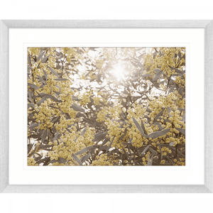 Wattle Tree Photo by the Australia Wall Art - Outback Oasis 01 Standard Collection in silver frame