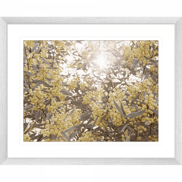 Wattle Tree Photo by the Australia Wall Art - Outback Oasis 01 Standard Collection in silver frame