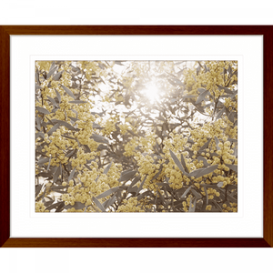 Wattle Tree Photo by the Australia Wall Art - Outback Oasis 01 Standard Collection in wood frame