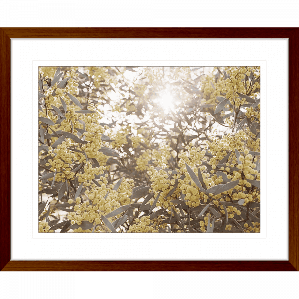 Wattle Tree Photo by the Australia Wall Art - Outback Oasis 01 Standard Collection in wood frame