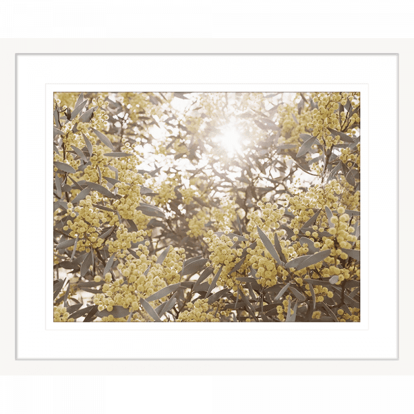 Wattle Tree Photo by the Australia Wall Art - Outback Oasis 01 Standard Collection in white frame