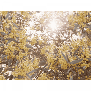 Wattle Tree Photo by the Australia Wall Art - Outback Oasis 01 Standard Collection on canvas