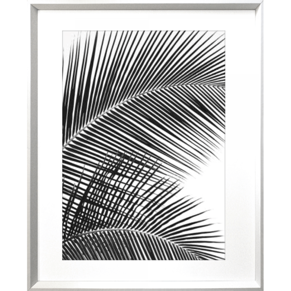 Black and White Photo of palm trees - Hidden Cove 01 - Studio Collection from Mis Wall Art in white frame