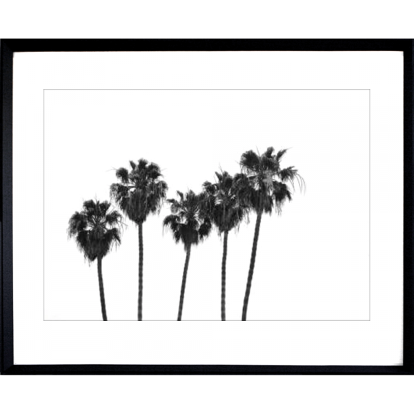 Black and White Photo of a range of palm trees - Hidden Cove 02 - Studio Collection from Mis Wall Art in black frame