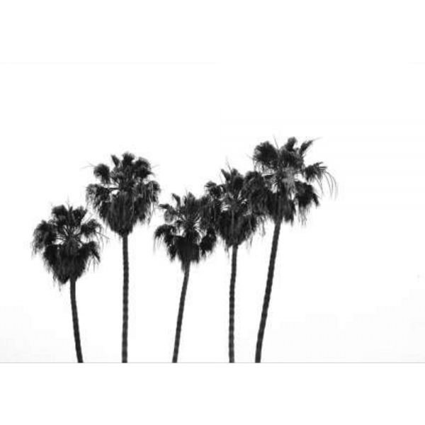 Black and White Photo of a range of palm trees - Hidden Cove 02 - Studio Collection from Mis Wall Art on canvas