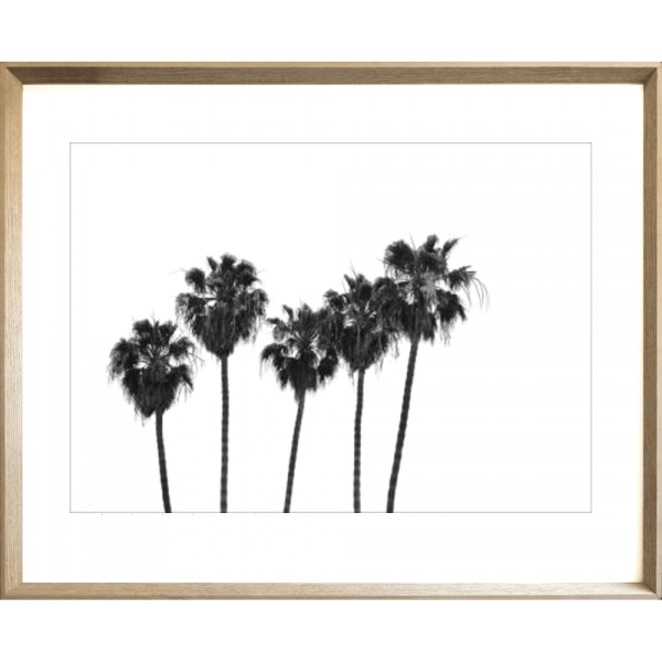 Black and White Photo of a range of palm trees - Hidden Cove 02 - Studio Collection from Mis Wall Art in cashew frame