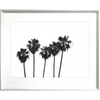 Black and White Photo of a range of palm trees - Hidden Cove 02 - Studio Collection from Mis Wall Art in white frame