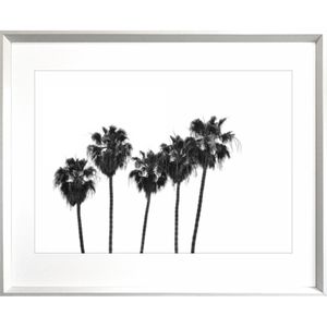 Black and White Photo of a range of palm trees - Hidden Cove 02 - Studio Collection from Mis Wall Art in white frame