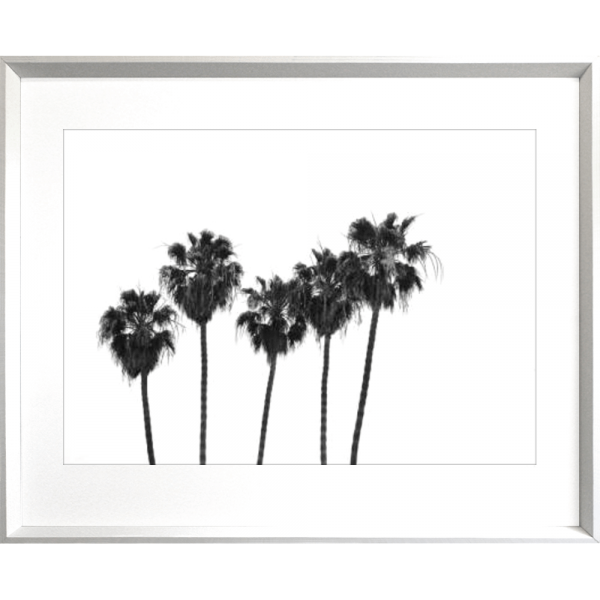 Black and White Photo of a range of palm trees - Hidden Cove 02 - Studio Collection from Mis Wall Art in white frame